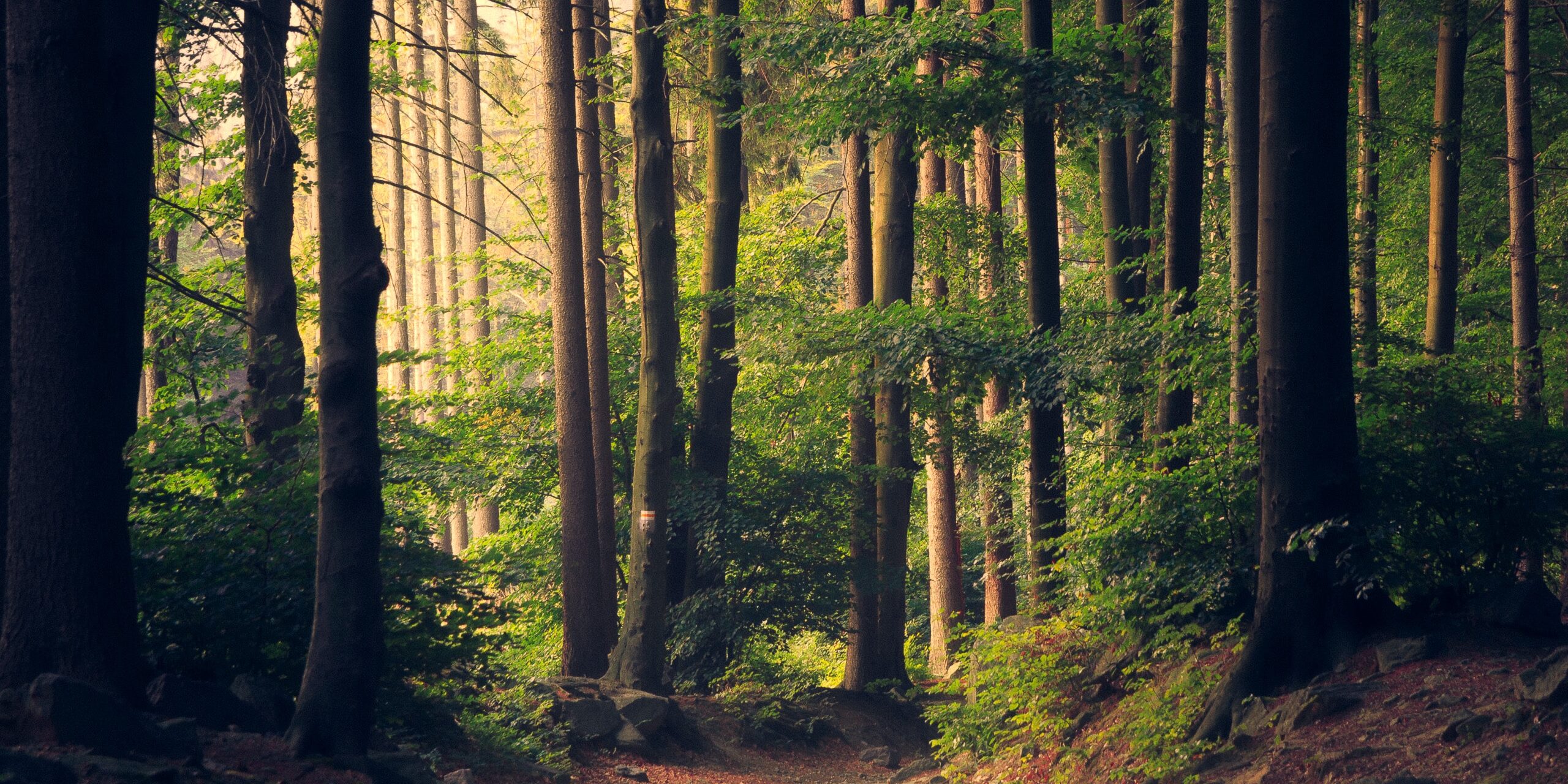 lukasz-szmigiel-jFCViYFYcus-unsplash